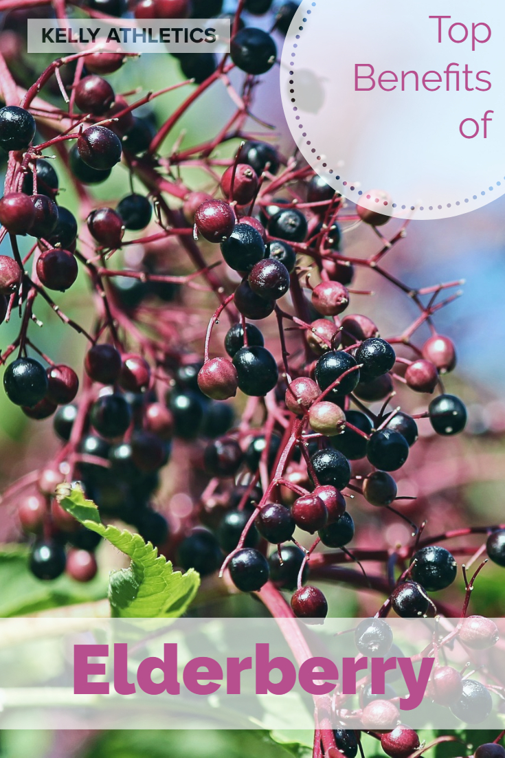 top-benefits-elderberry-elderberries-antioxidants-immunostimulant